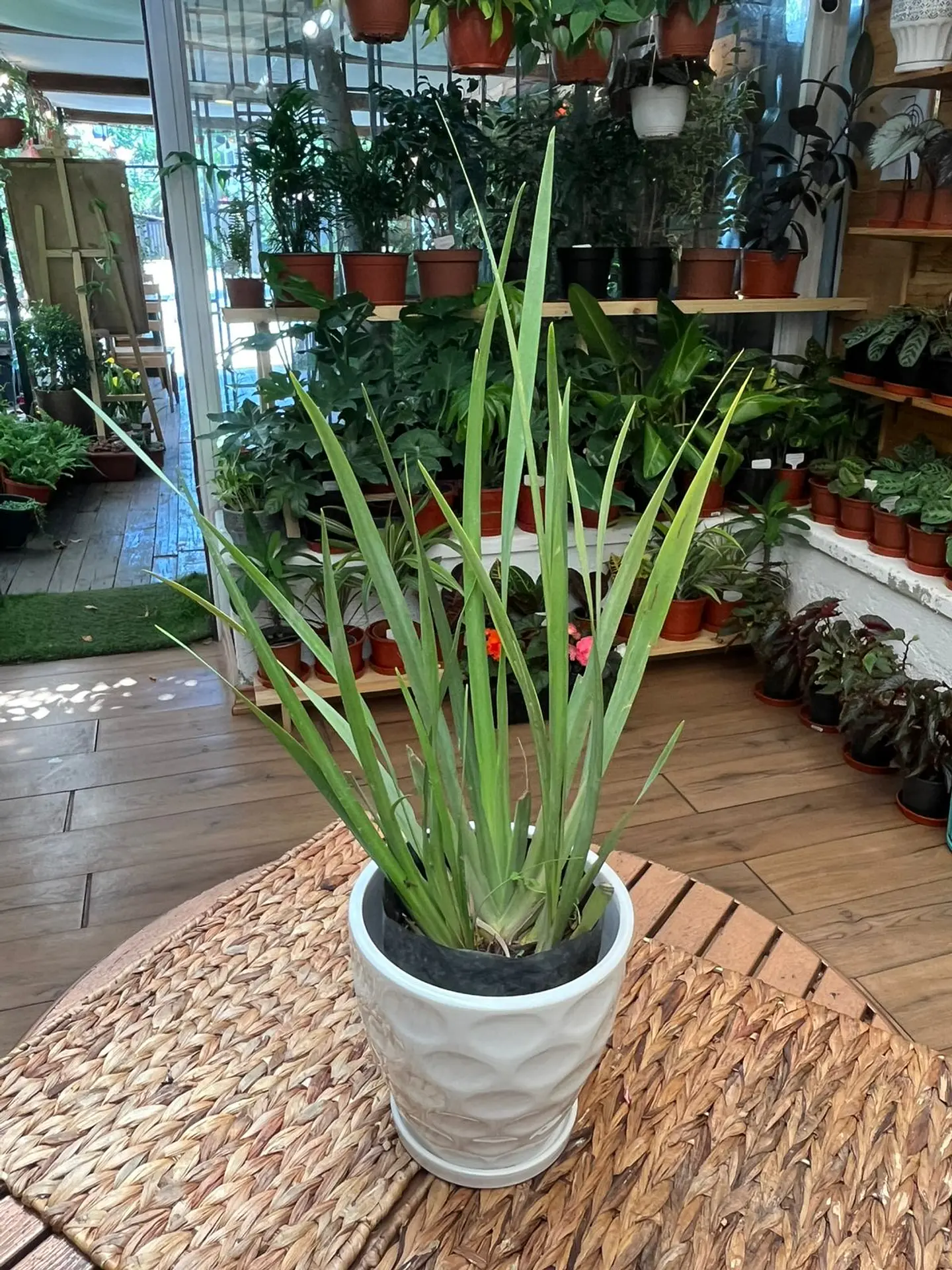 Plantas RV - Dietes tamaño M  1