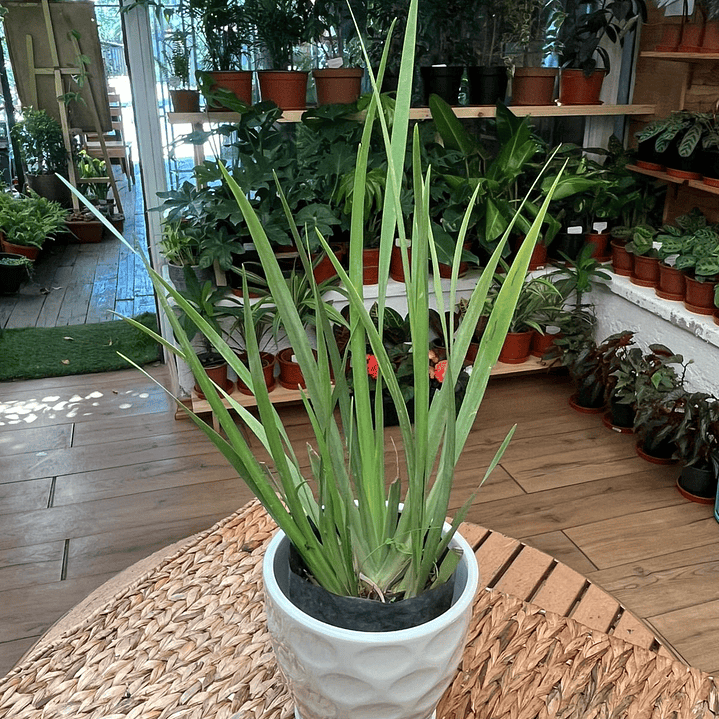 Plantas RV - Dietes tamaño M  1