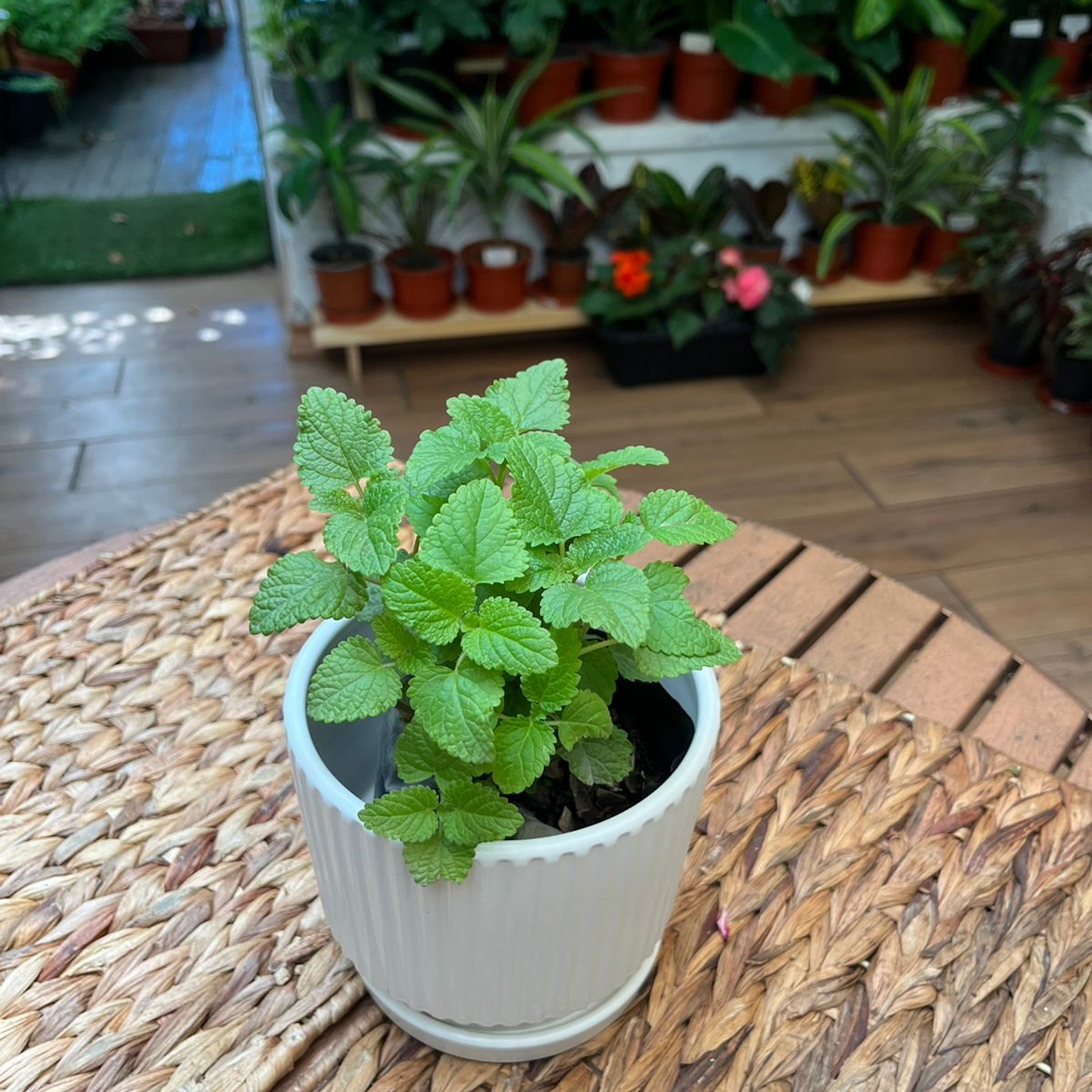 Plantas RV - Melisa Toronjil tamaño S  1