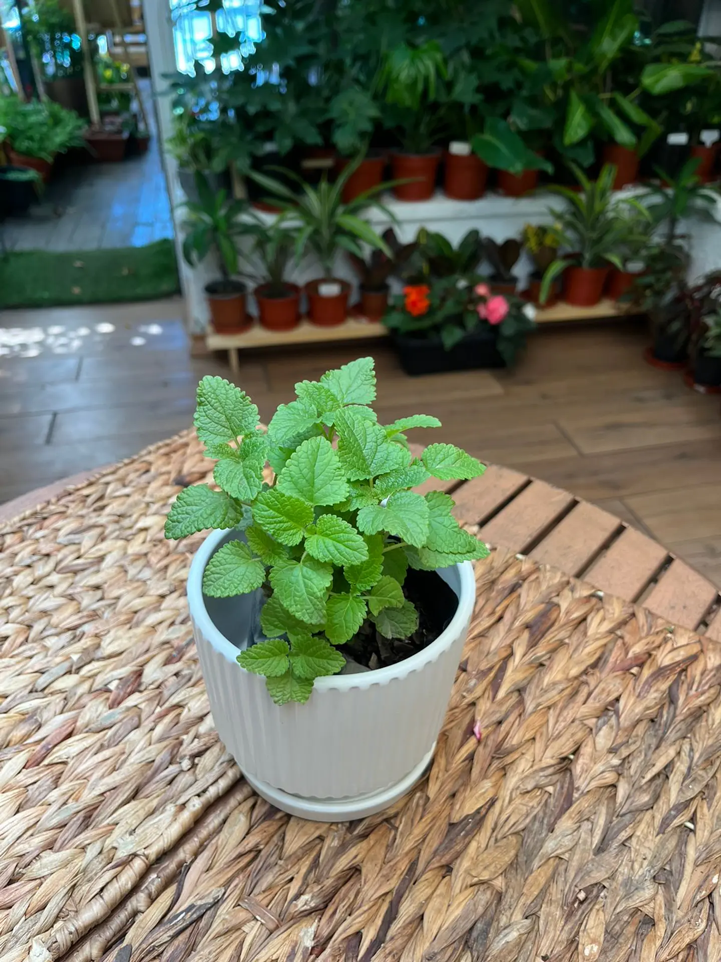 Plantas RV - Melisa Toronjil tamaño S  1
