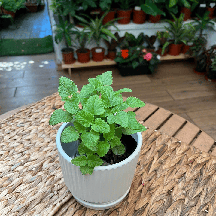 Plantas RV - Melisa Toronjil tamaño S  1