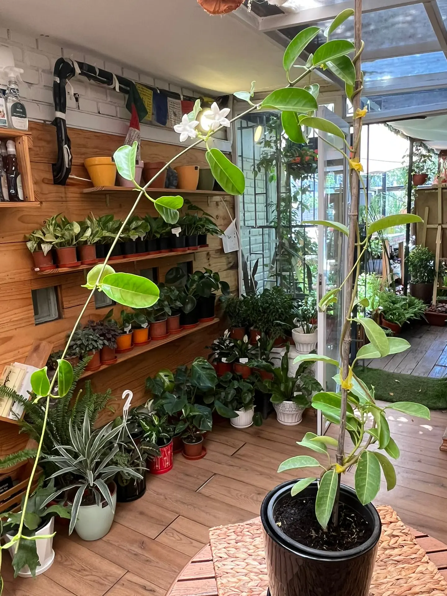Plantas RV - Jazmín de Madagascar tamaño XL 1
