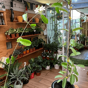 Plantas RV - Jazmín de Madagascar tamaño XL (solo retiro en tienda) 