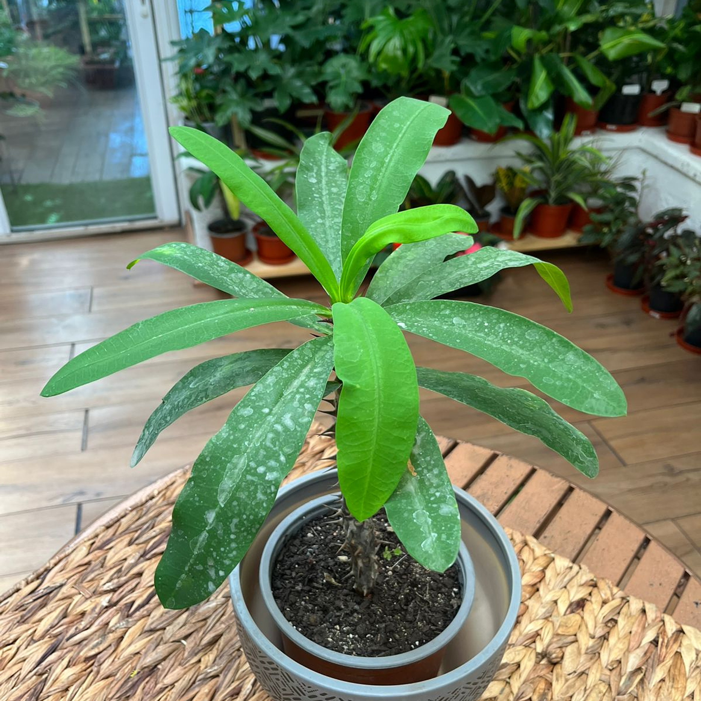 Plantas RV - Corona de Cristo tamaño M / Retiro solo en tienda  1