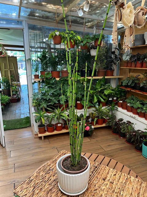Plantas RV - Equisetum tamaño M / Retiro en tienda