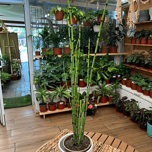 Plantas RV - Equisetum tamaño M / Retiro en tienda
