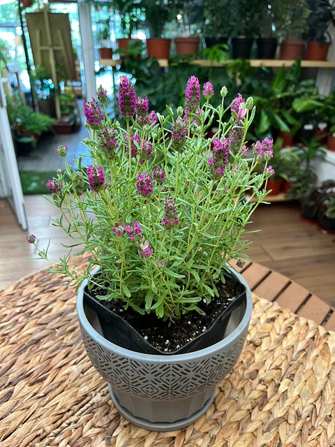 Plantas RV - Lavanda Stoecha tamaño S 