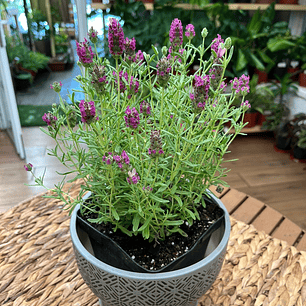 Plantas RV - Lavanda Stoecha tamaño S 