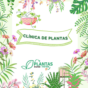 Plantas RV - Clínica de Plantas 