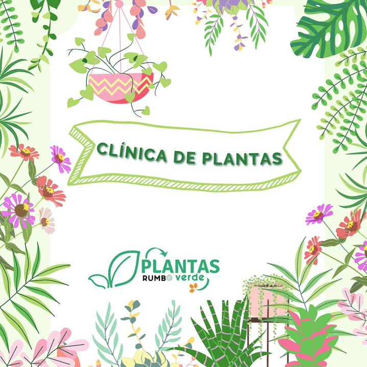 Plantas RV - Clínica de Plantas  1