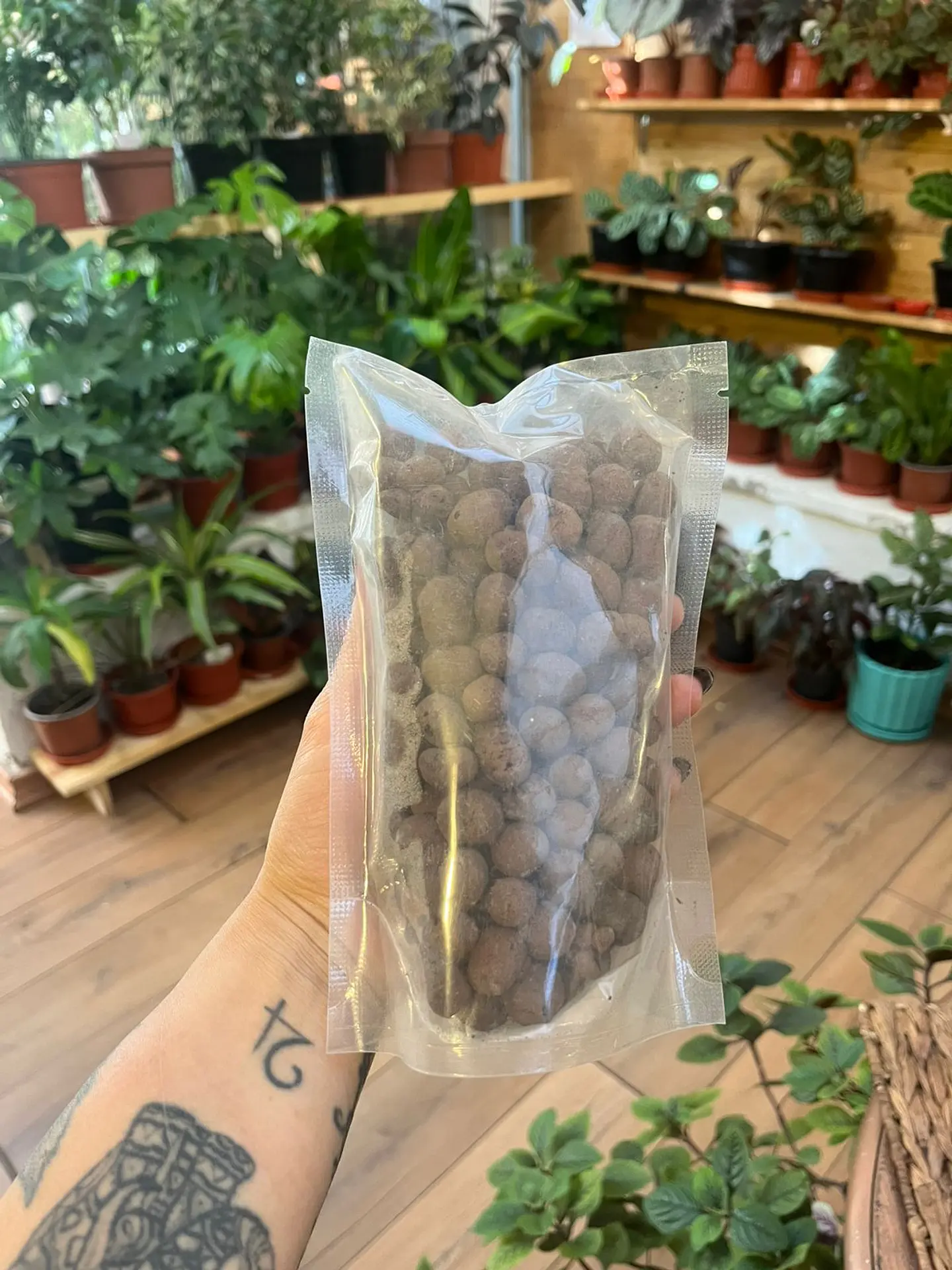 Plantas RV - Arlita  1