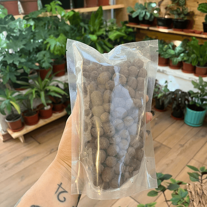 Plantas RV - Arlita  1