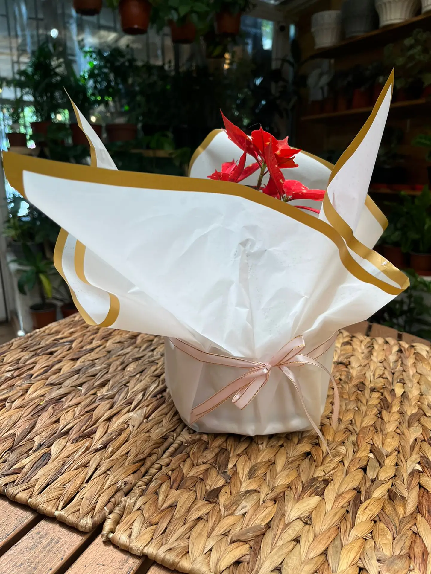 Plantas RV - Envoltura regalo unidad  2