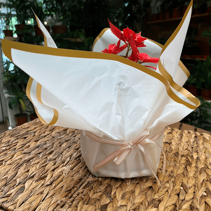 Plantas RV - Envoltura regalo unidad  2