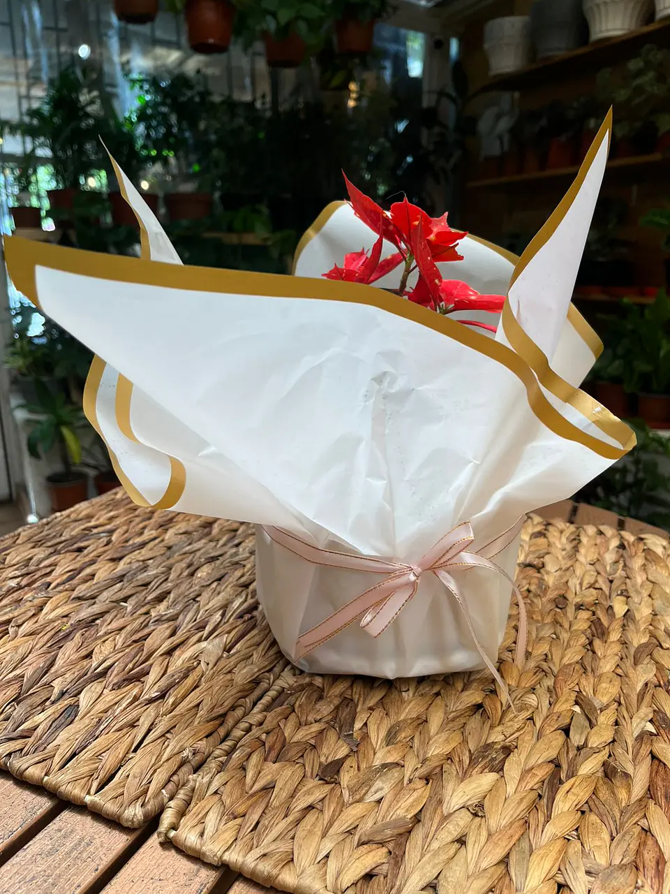 Plantas RV - Envoltura regalo unidad  2