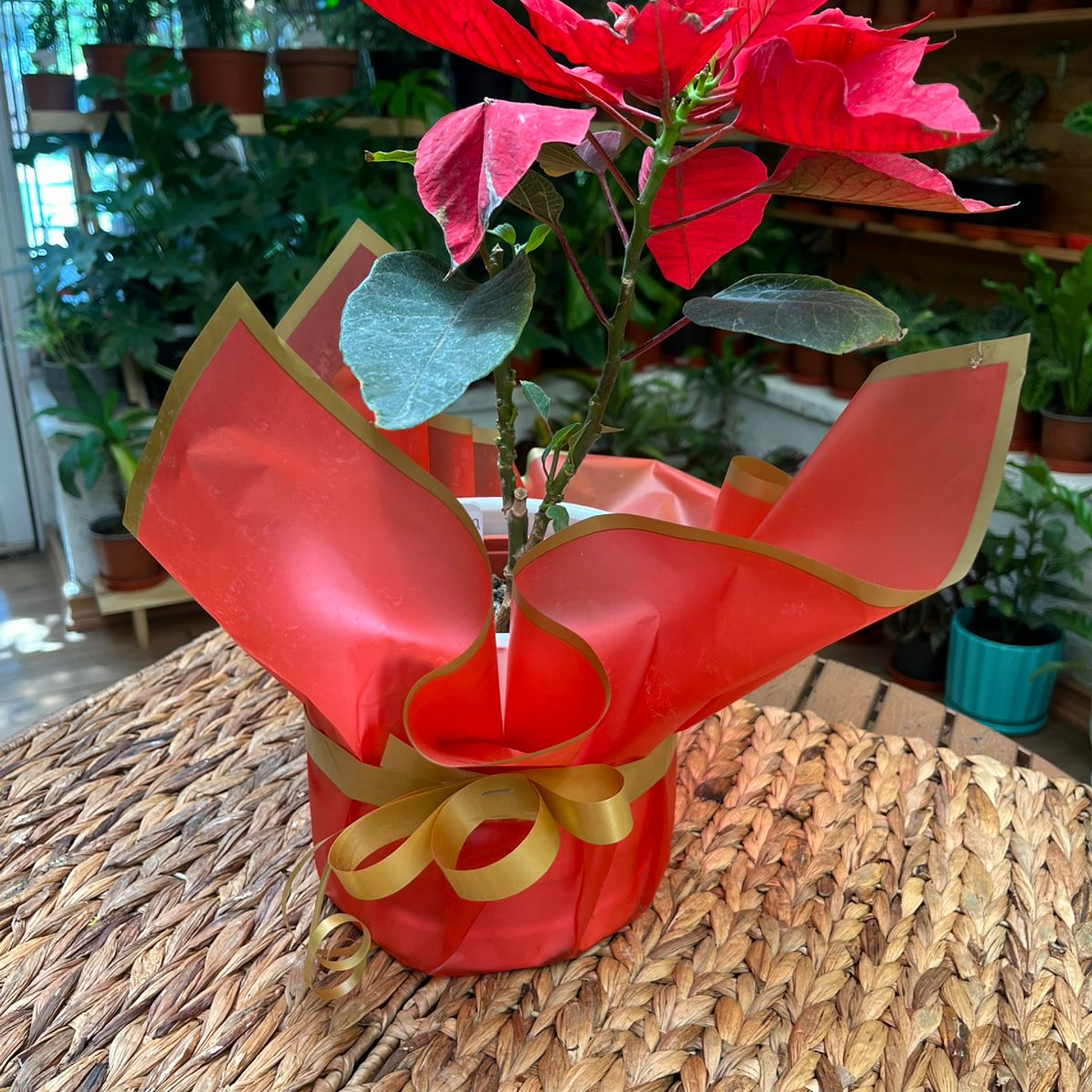 Plantas RV - Envoltura regalo unidad  3