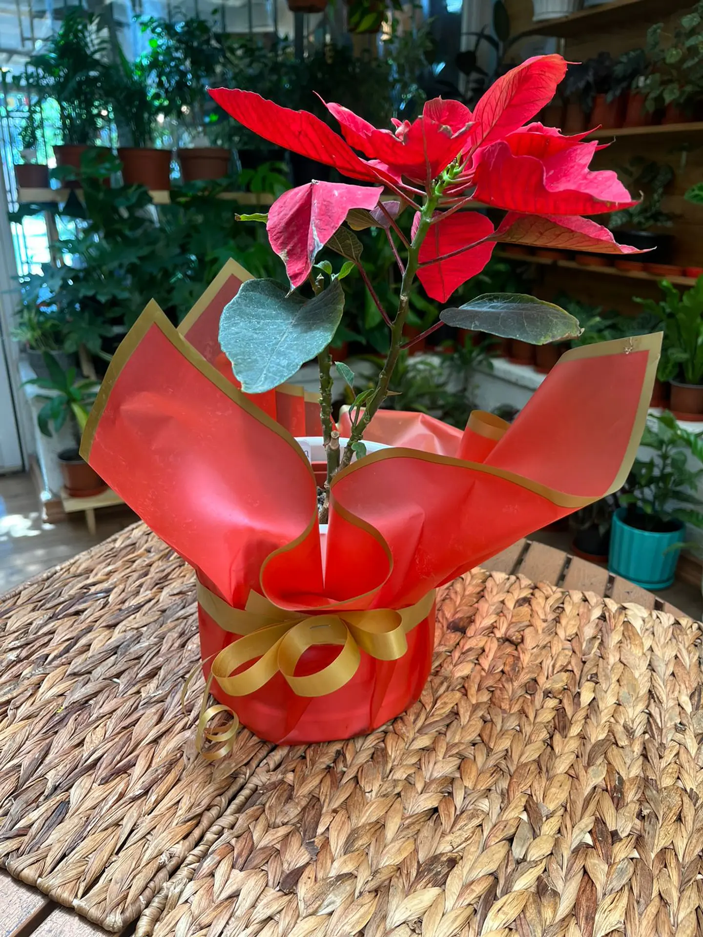 Plantas RV - Envoltura regalo unidad  3