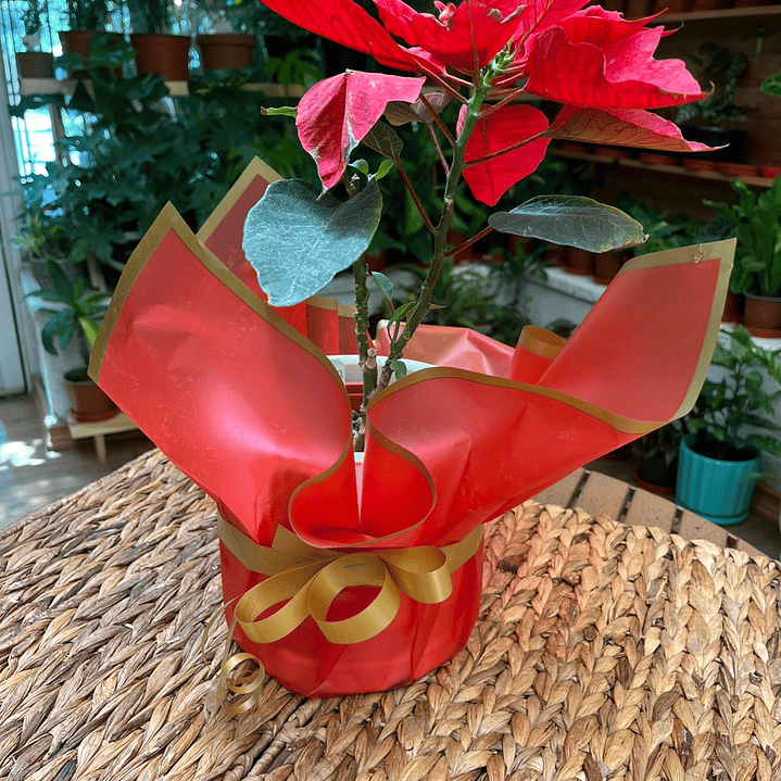 Plantas RV - Envoltura regalo unidad  3