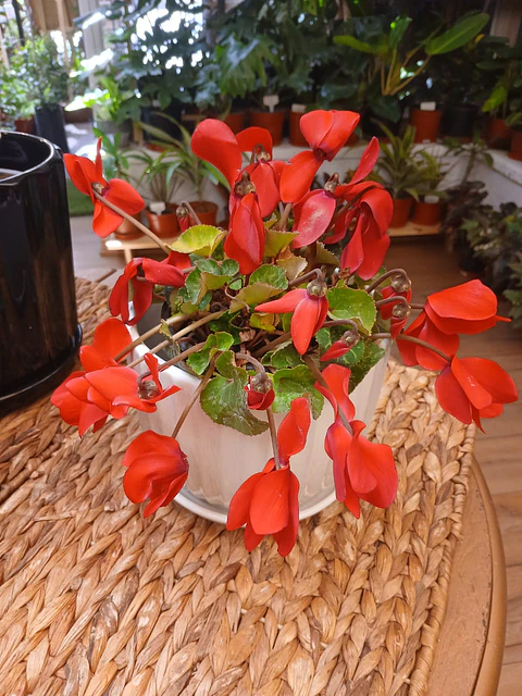 Plantas RV - Violeta de Persia tamaño M 