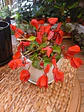 Plantas RV - Violeta de Persia tamaño M  - Miniatura 1