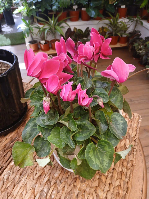 Plantas RV - Violeta de Persia tamaño M 