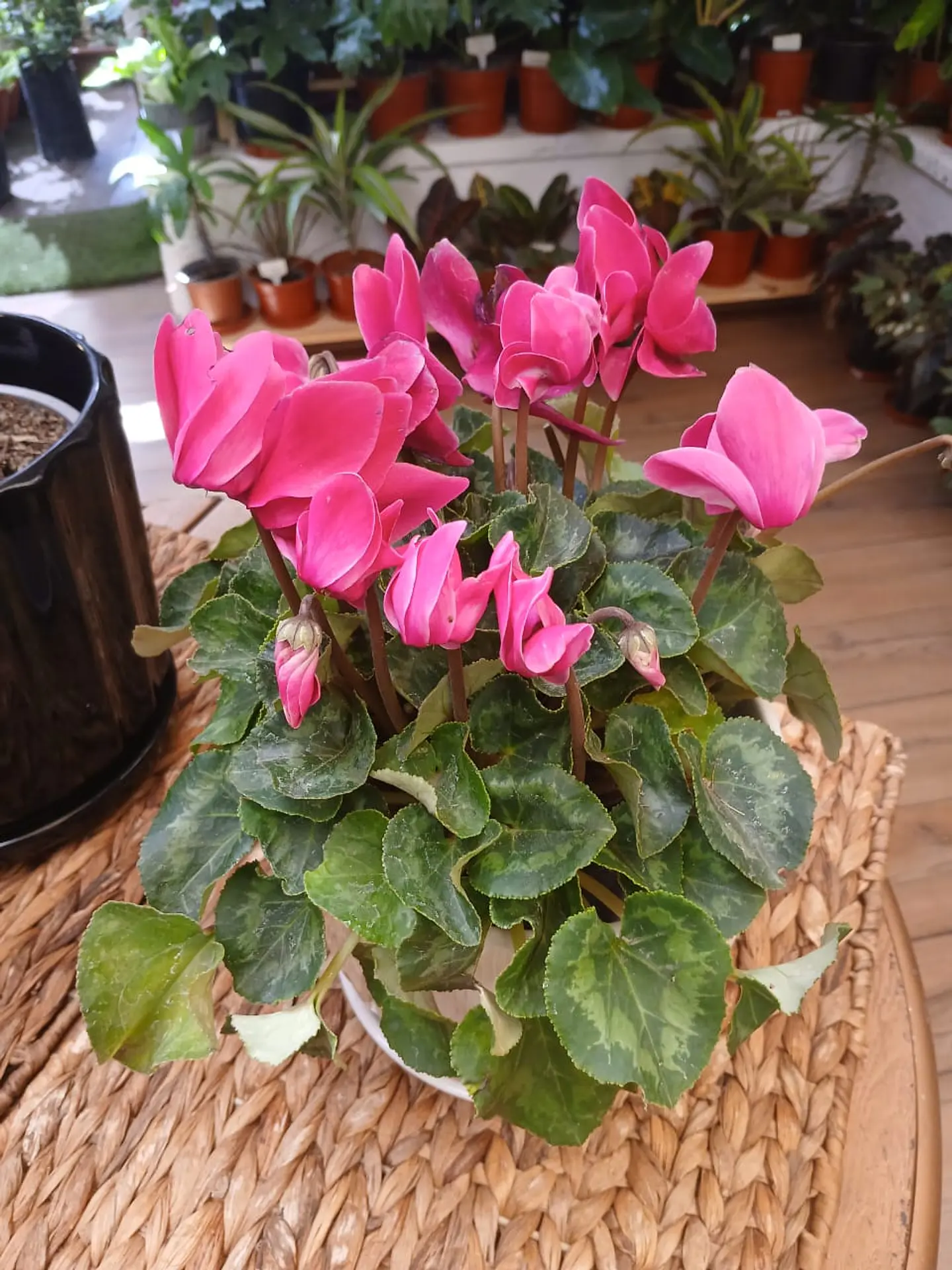 Plantas RV - Violeta de Persia tamaño M  2
