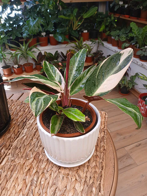 Plantas RV - Stromanthe triostar tamaño M 