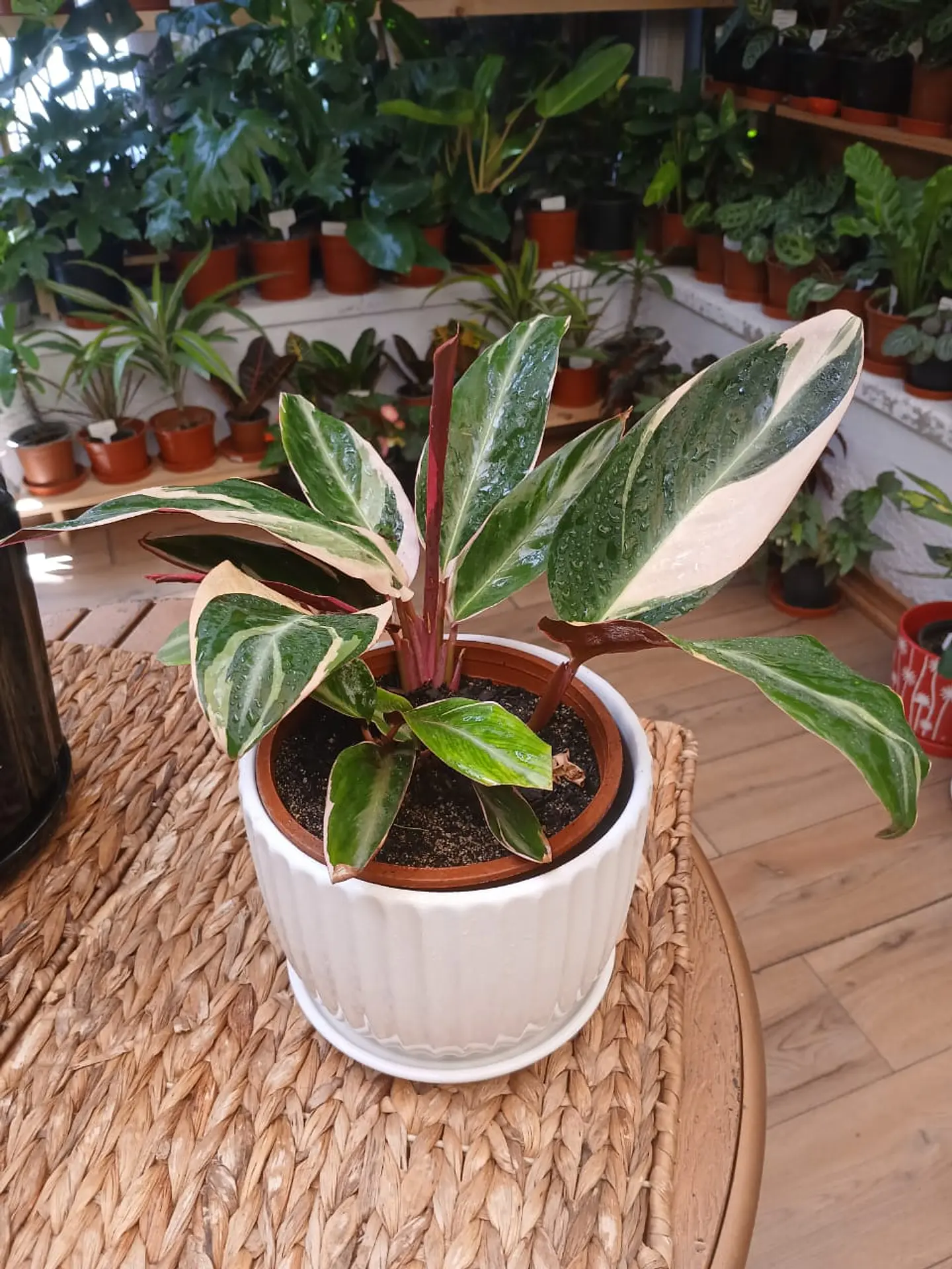 Plantas RV - Stromanthe triostar tamaño M  1