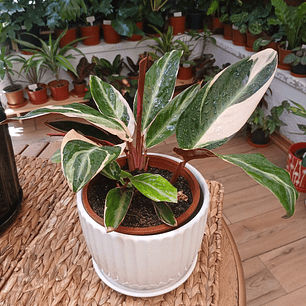 Plantas RV - Stromanthe Triostar tamaño M 
