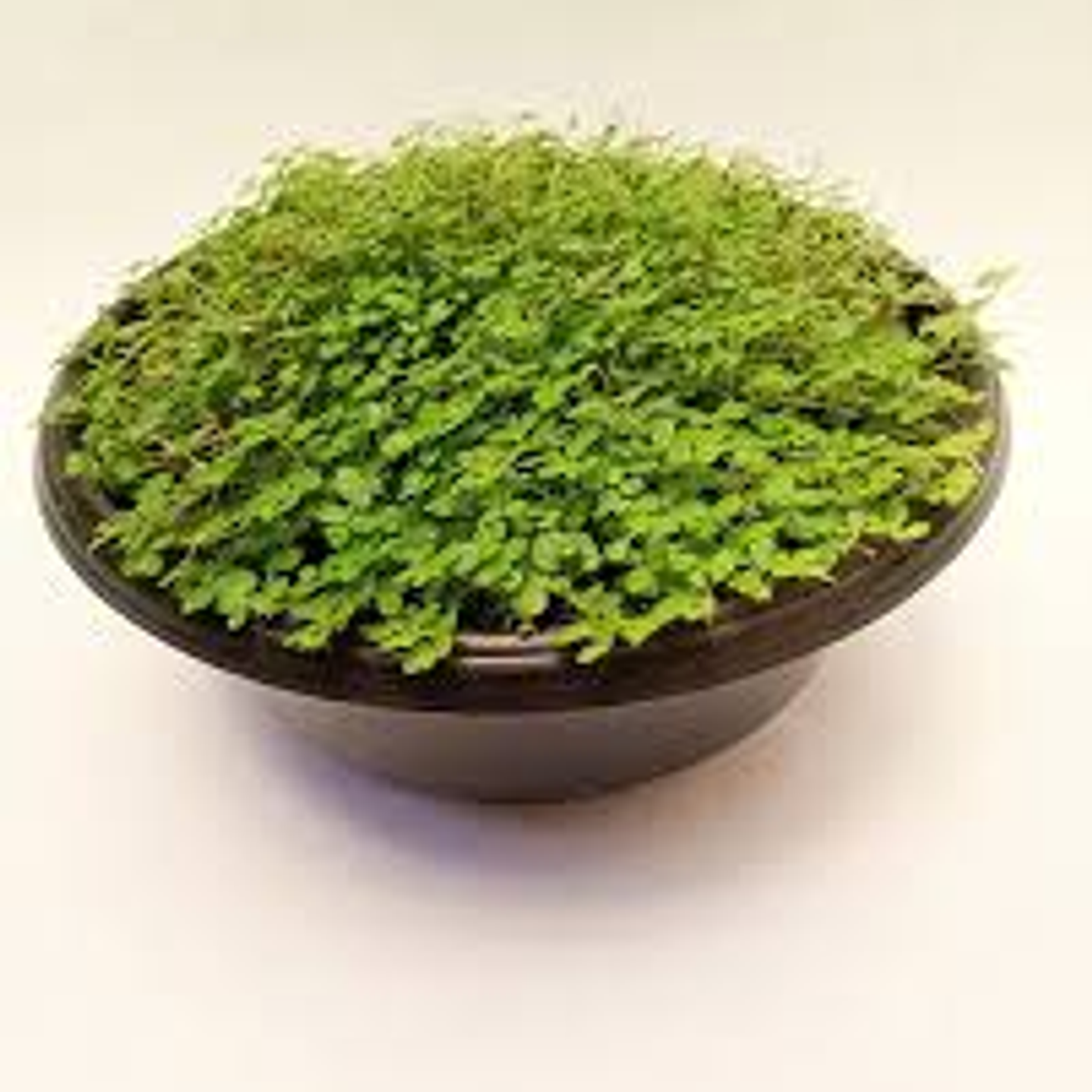 PLANTAS RV- MUSGOS  1