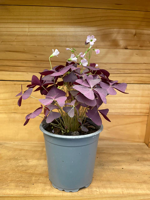 Plantas RV - Oxalis