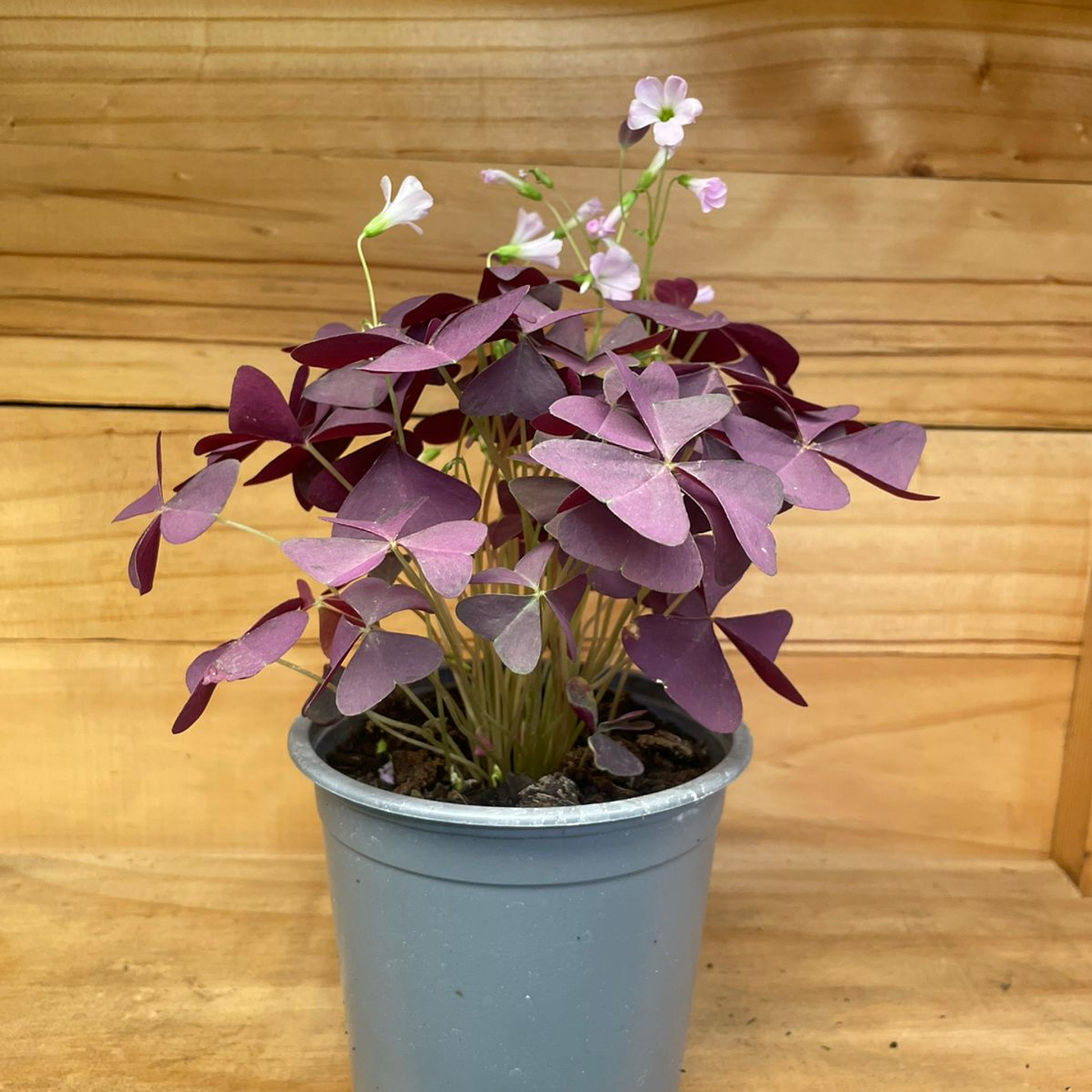 Plantas RV - Oxalis 1