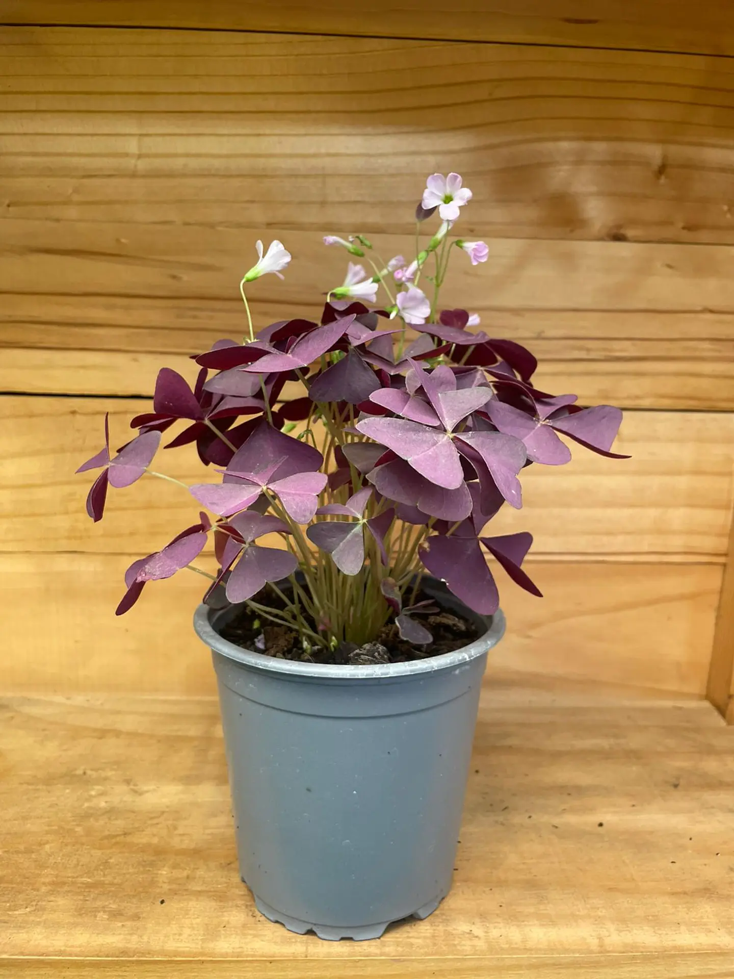 Plantas RV - Oxalis 1