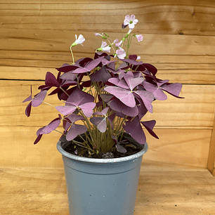 Plantas RV - Oxalis