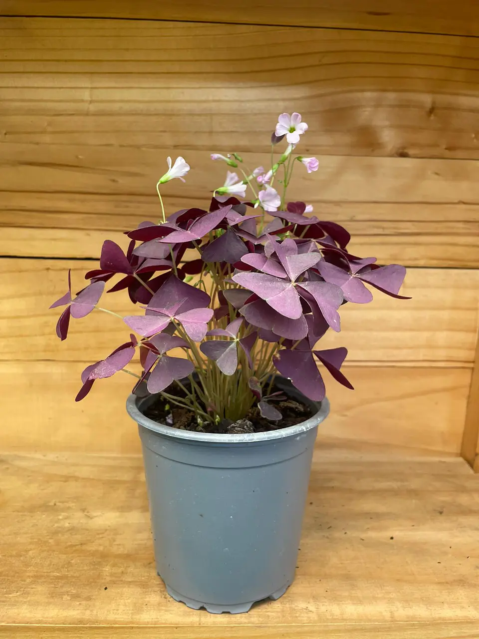 Plantas RV - Oxalis 1