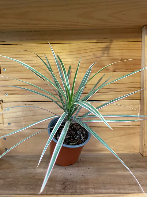 Plantas RV - Dracena Colorama tamaño M