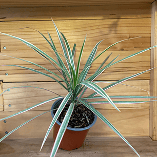 Plantas RV - Dracena Colorama tamaño M