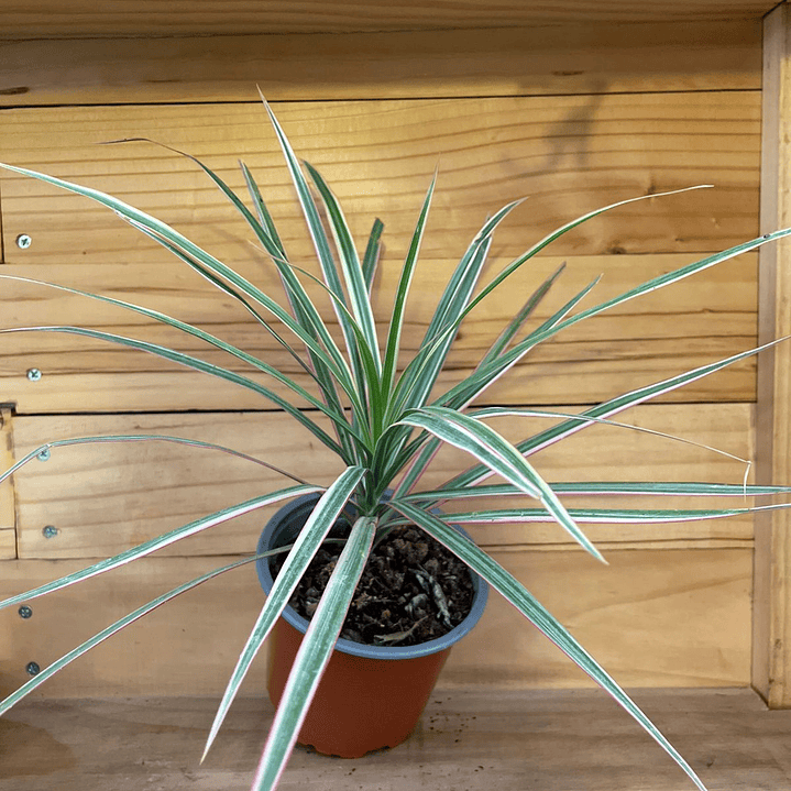 Plantas RV - Dracena Colorama tamaño M 1