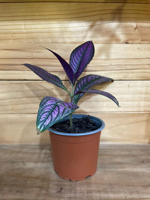 Plantas RV - Strobilanthe Tamaño M