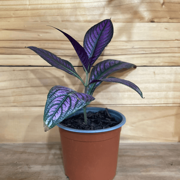 Plantas RV - Strobilanthe Tamaño M 1