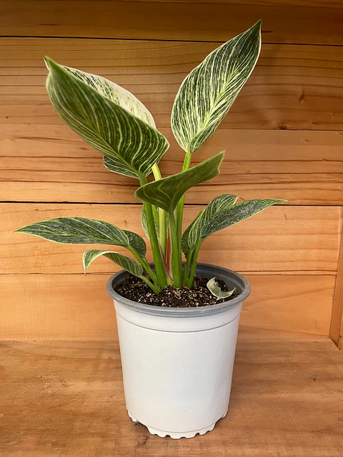 Plantas RV - Filodendro Birkin tamaño M
