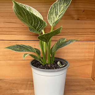 Plantas RV - Filodendro Birkin tamaño M