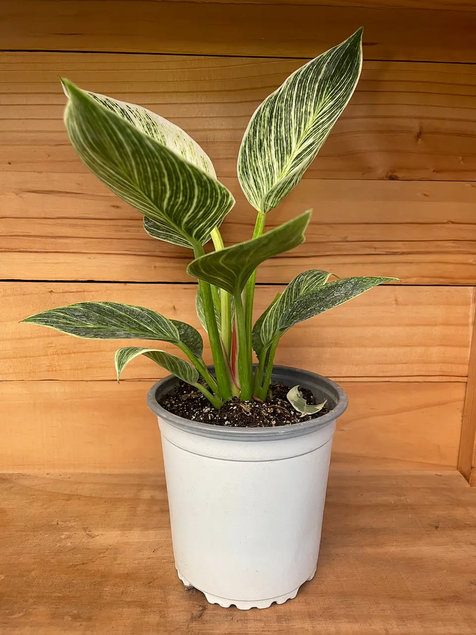 Plantas RV - Filodendro Birkin tamaño M 1