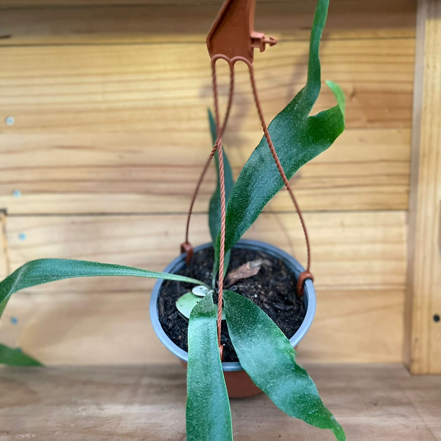 Plantas RV - Cuerno de alce tamaño S 1