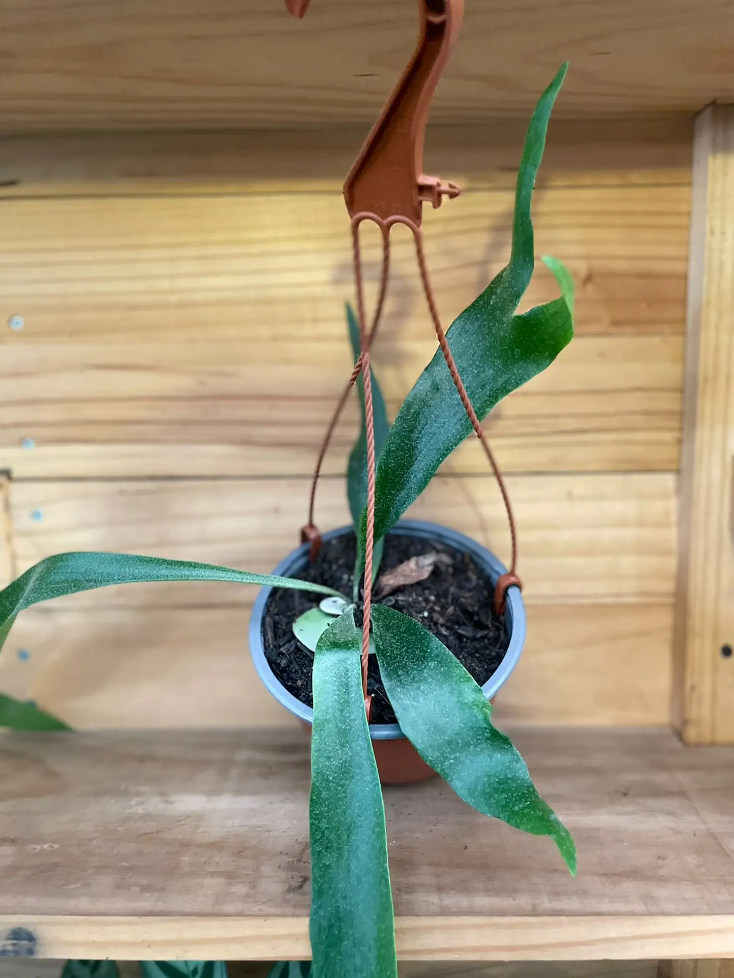 Plantas RV - Cuerno de alce tamaño S 1