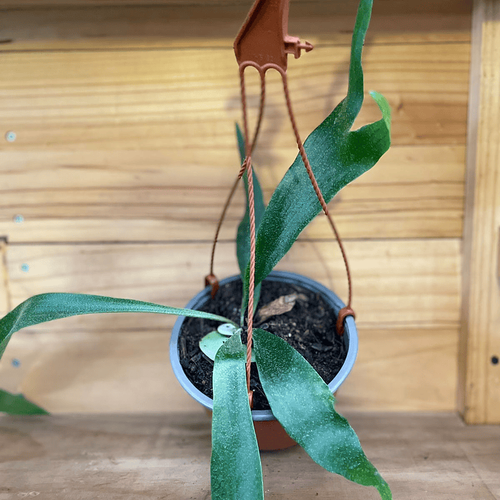 Plantas RV - Cuerno de alce tamaño S 1