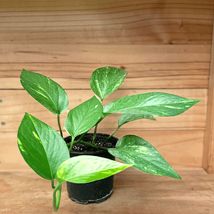 Plantas RV - Pothus Scindapsus Tamaño S