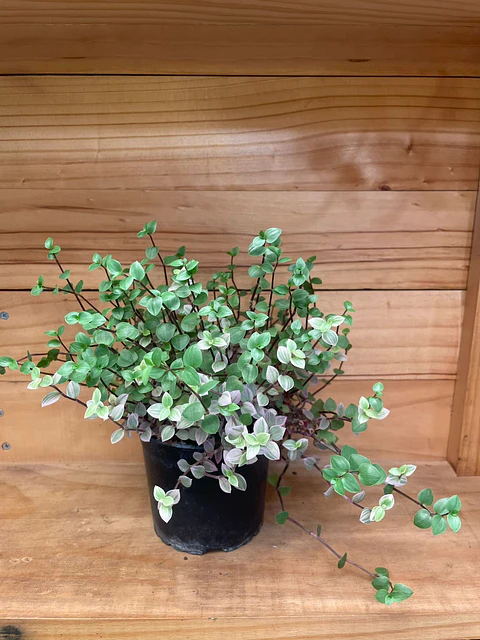 Plantas RV - Callisia M