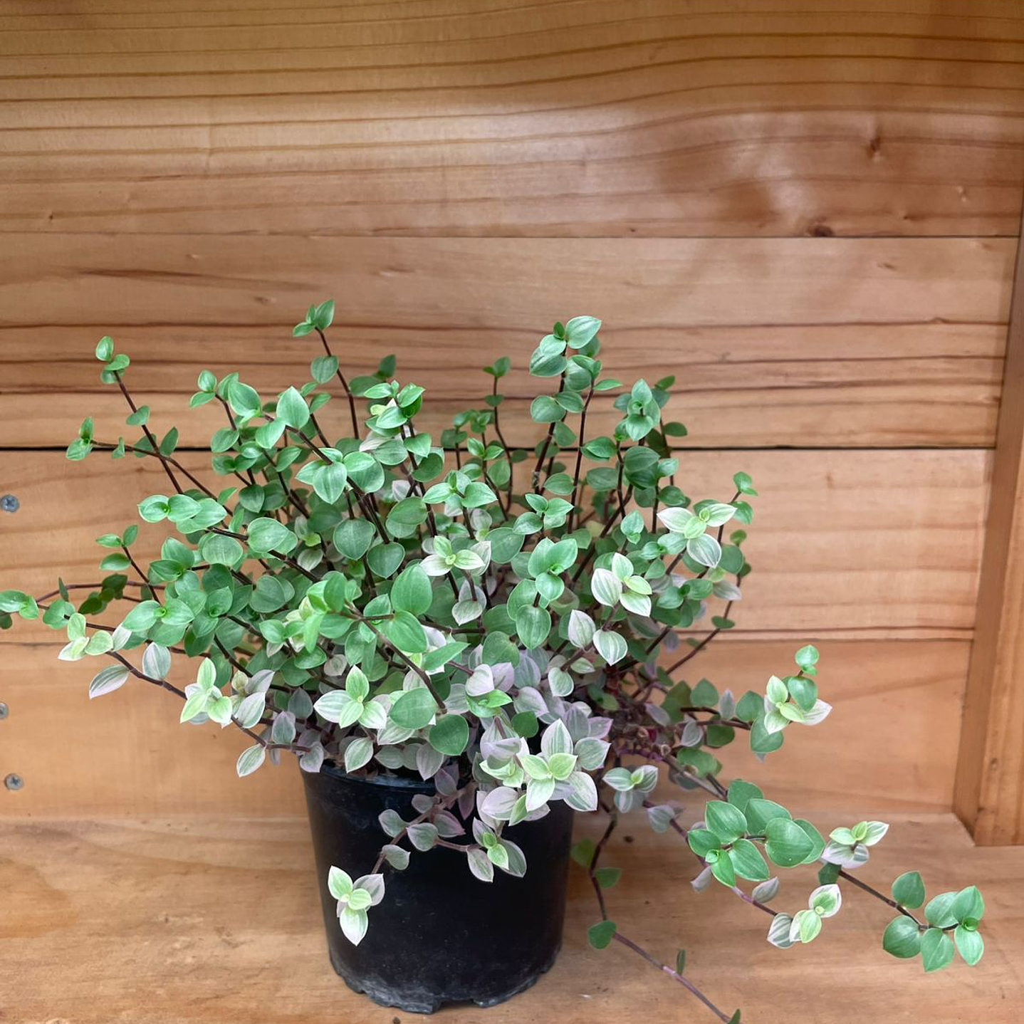 Plantas RV - Callisia M 1