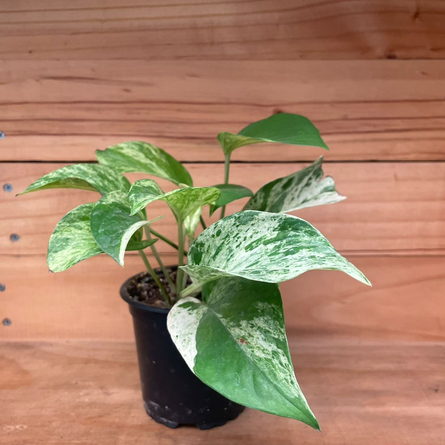 Plantas RV - Pothus marble queen tamaño S 1